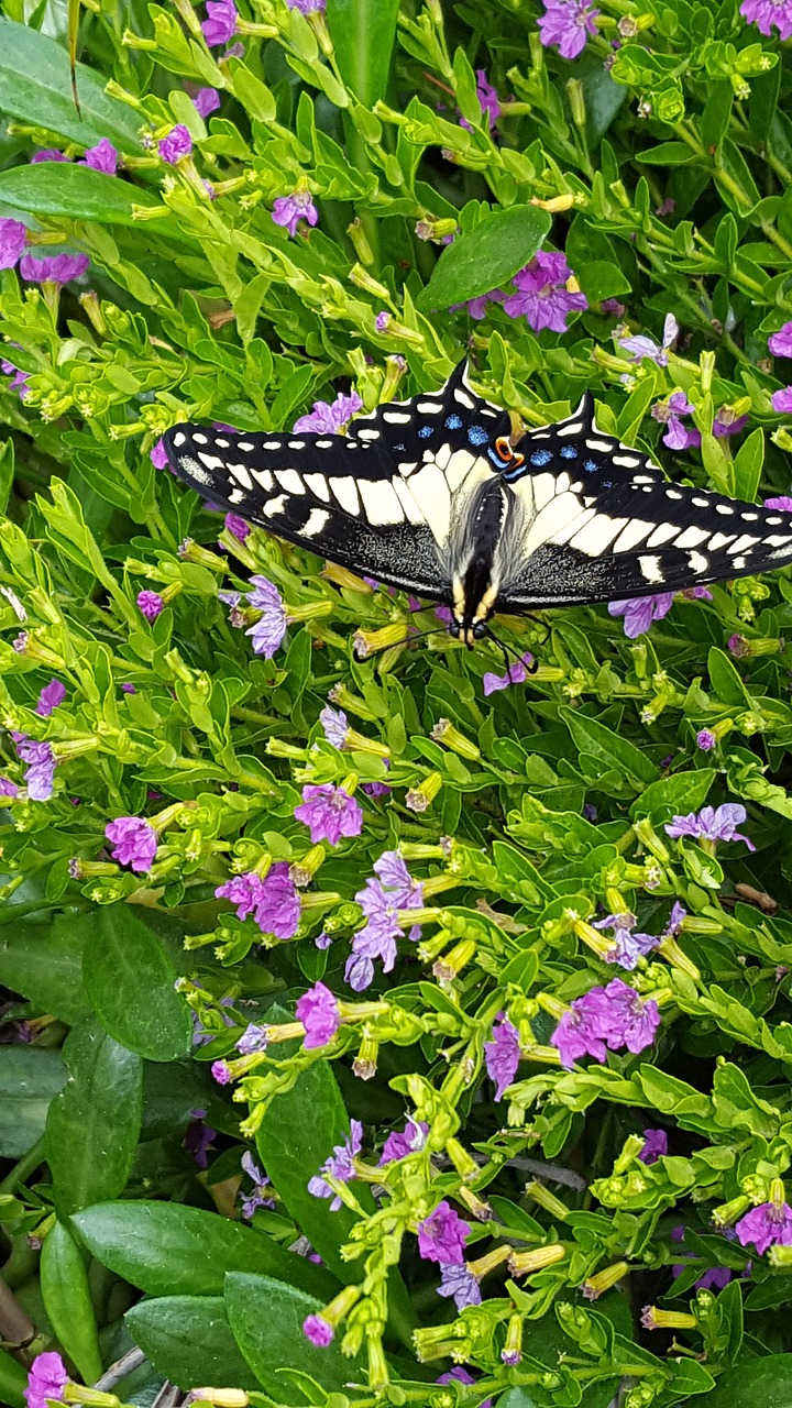 Image - black swallowtail butterfly green