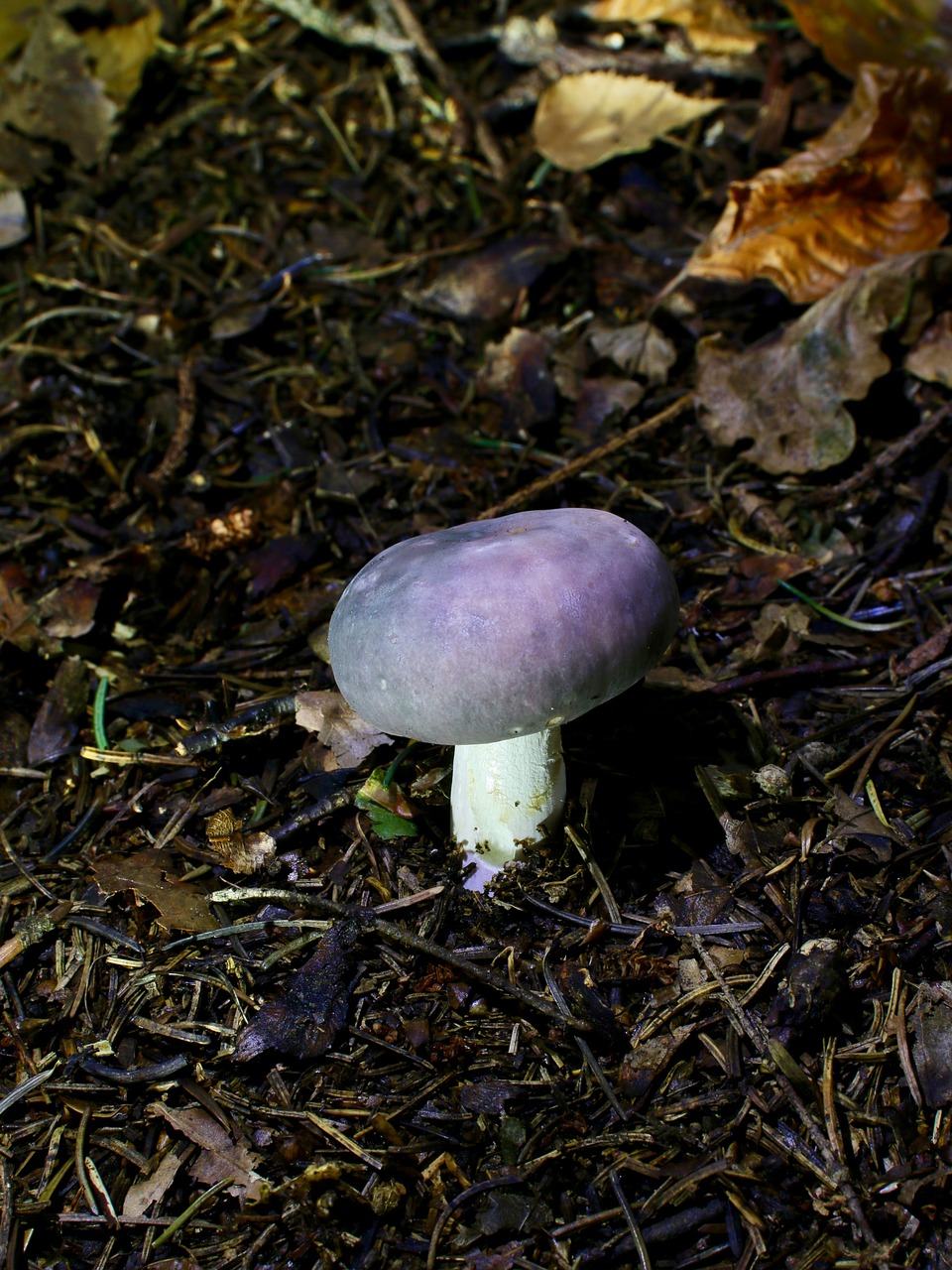 Image - amethyst russula mushroom autumn