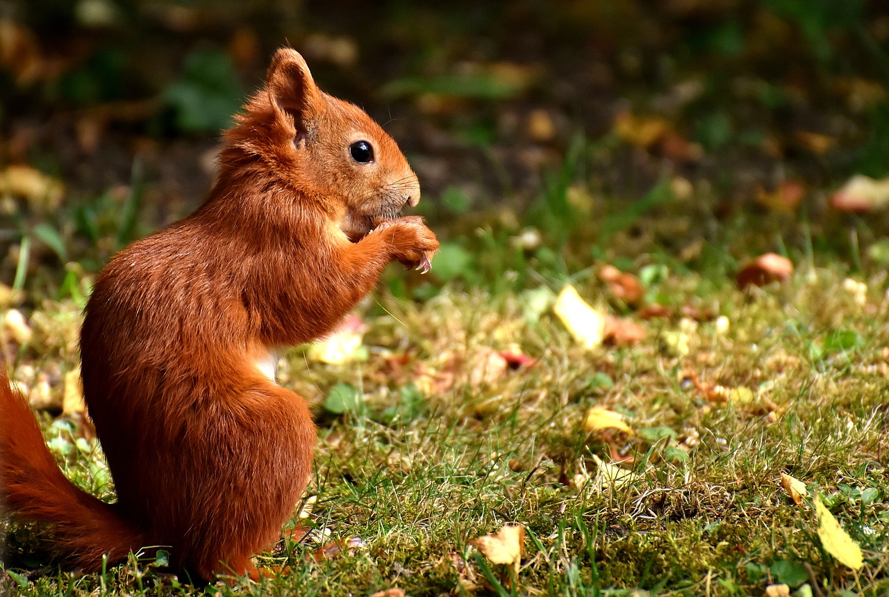 Image - squirrel cute animal nager nature