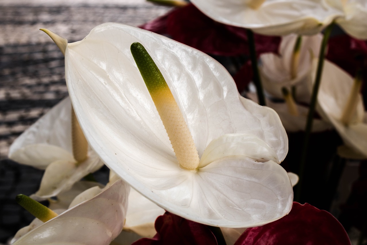 Image - plant nature flower anthurium