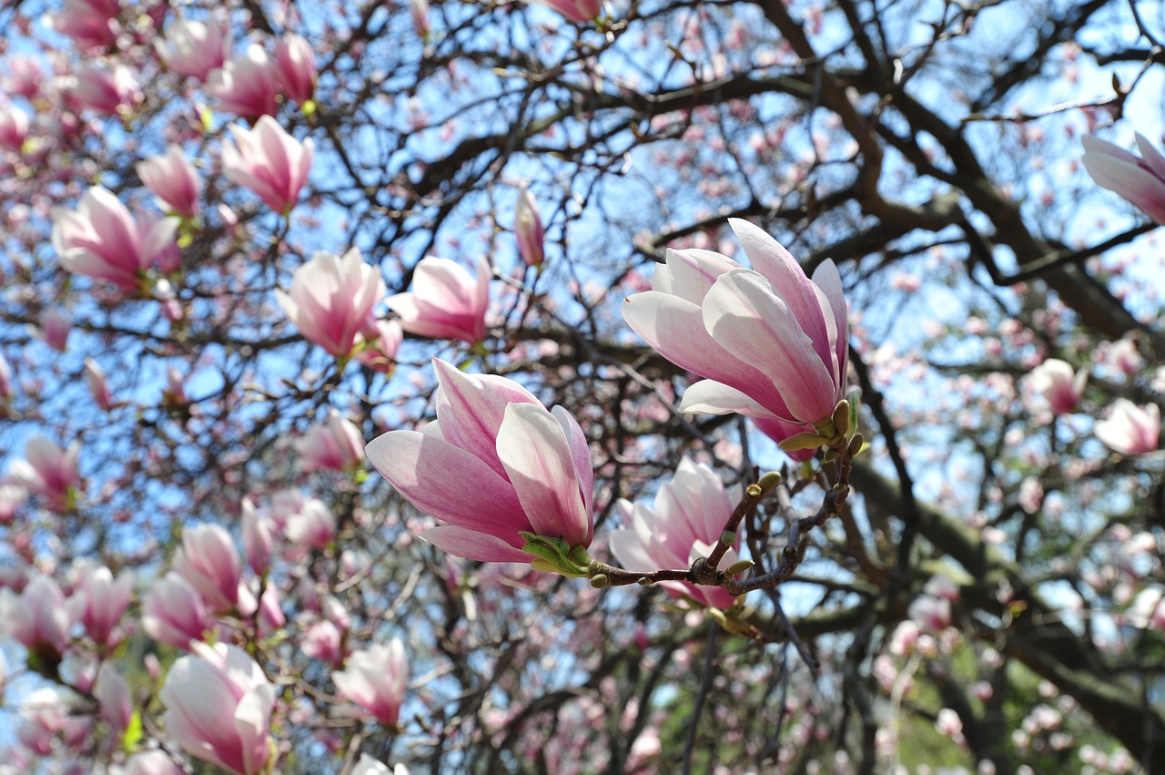 Image - flower nature elegance peace