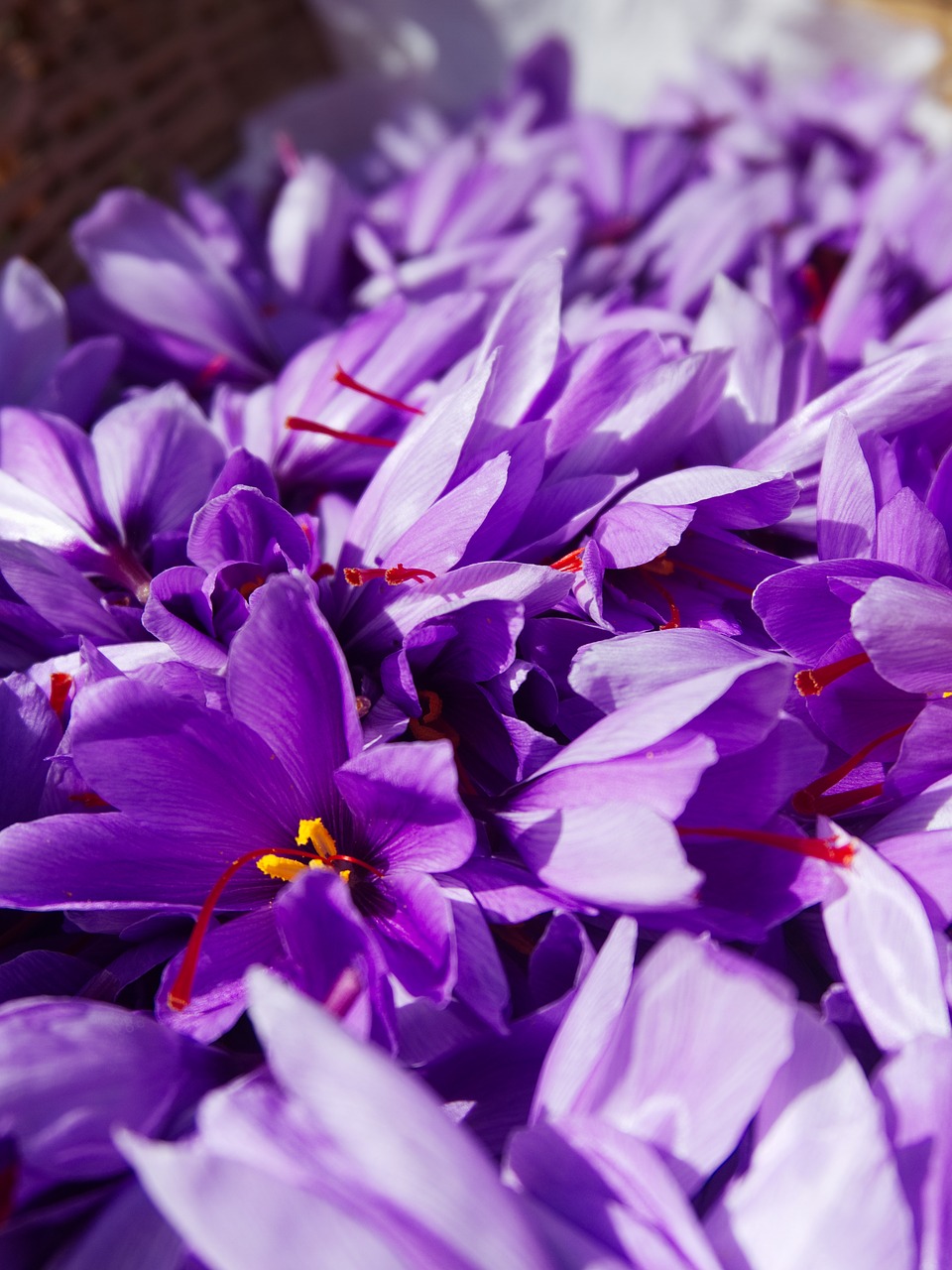 Image - saffron crocus sativus harvest