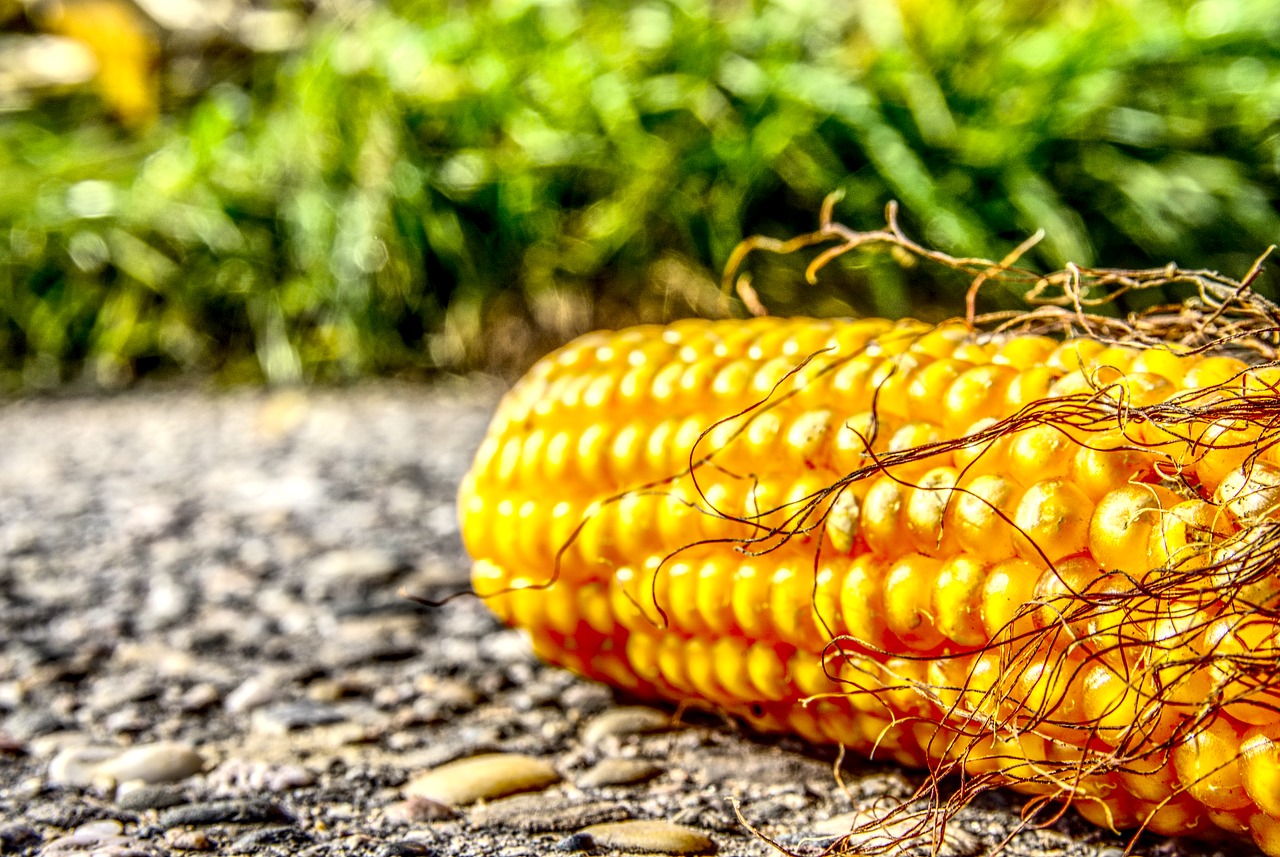 Image - corn corn on the cob ground