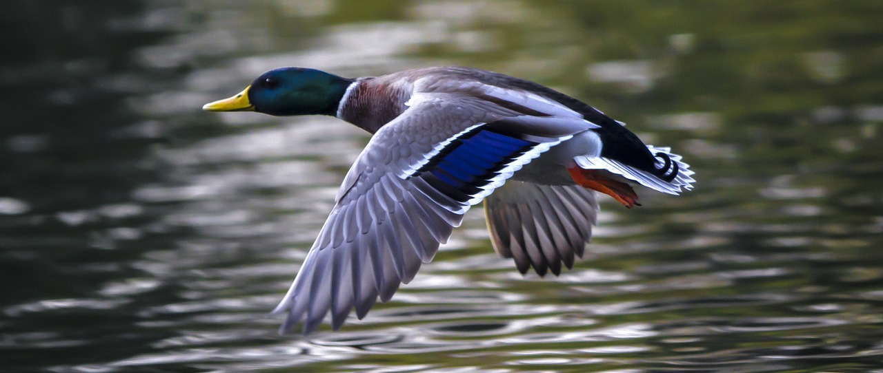 Image - duck water bird flying home