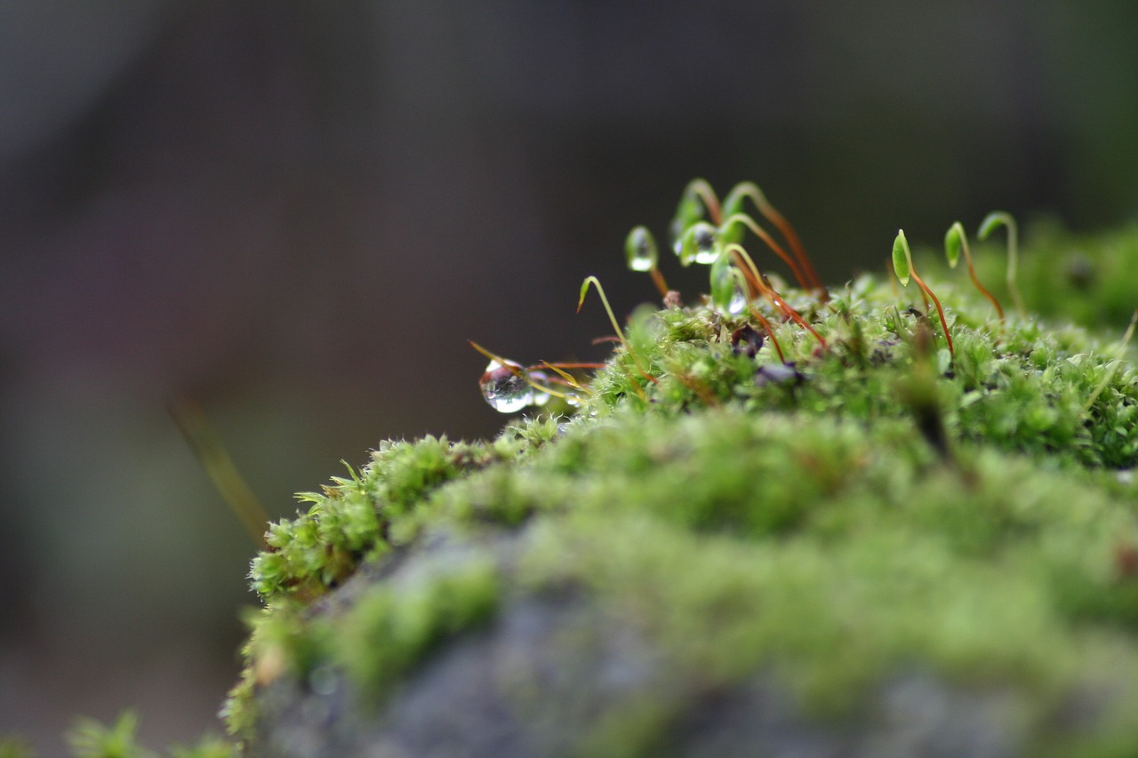 Image - macro morning nature garden