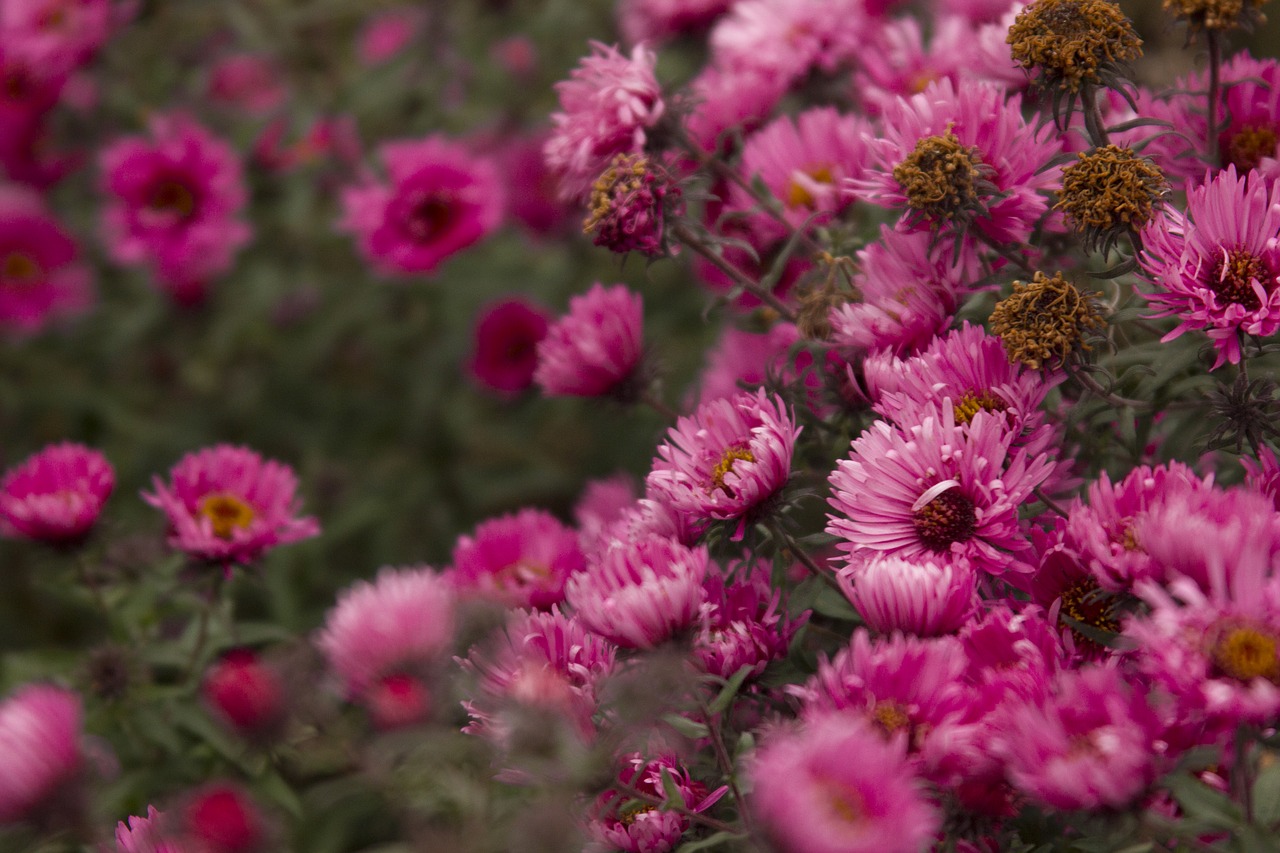 Image - flowers pink nature village flower