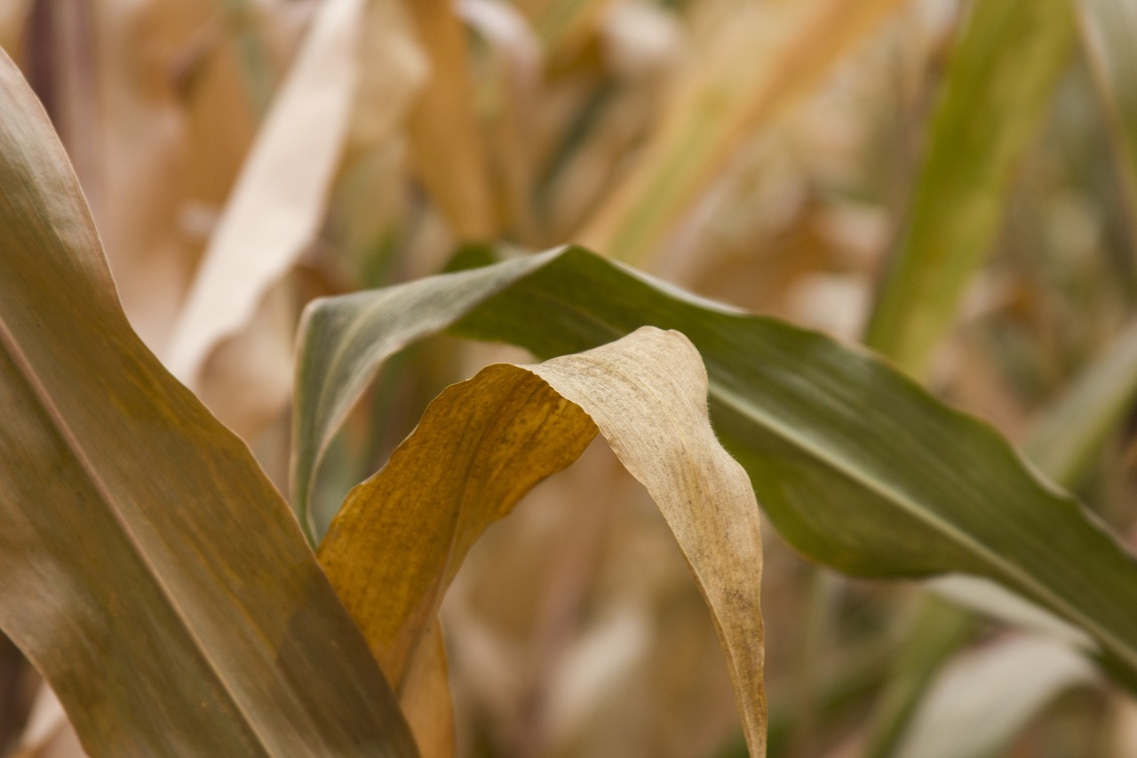 Image - corn yellow orange closeup