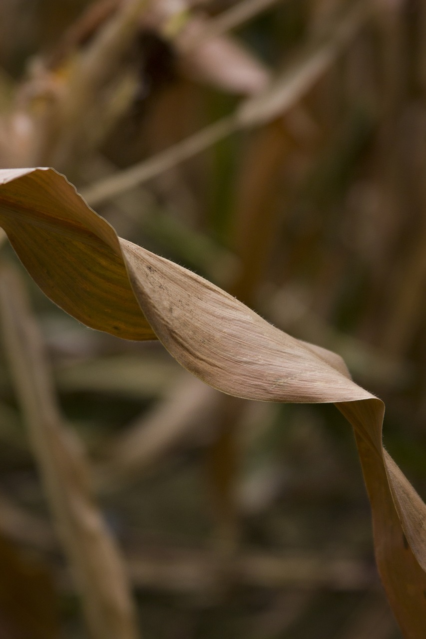 Image - corn yellow orange closeup