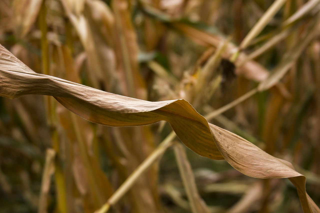 Image - corn yellow orange closeup