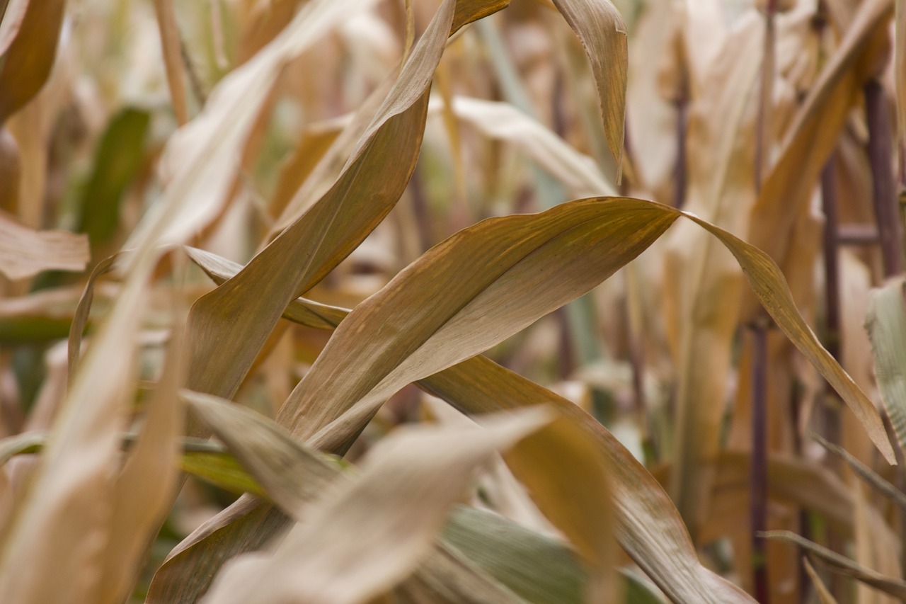 Image - corn yellow orange closeup