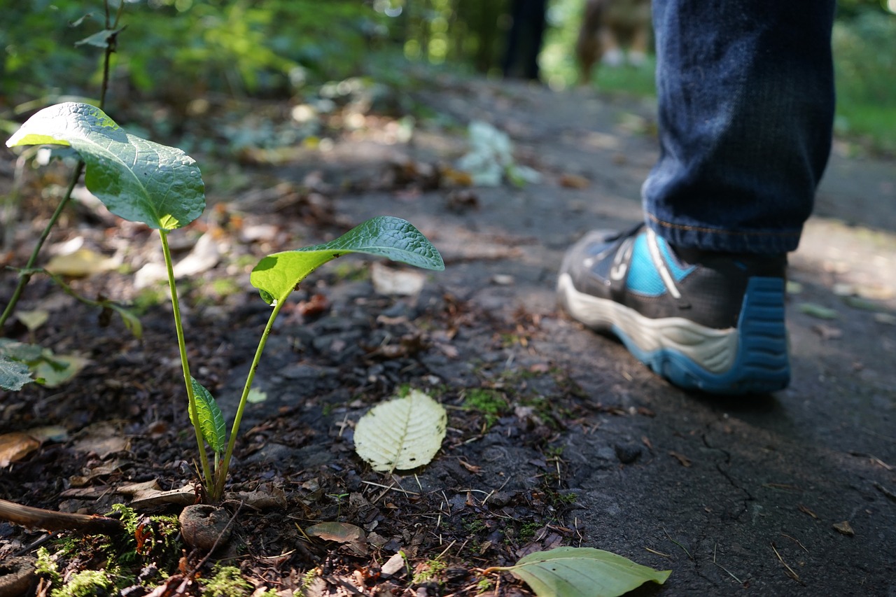 Image - nature forest walk plant shadow