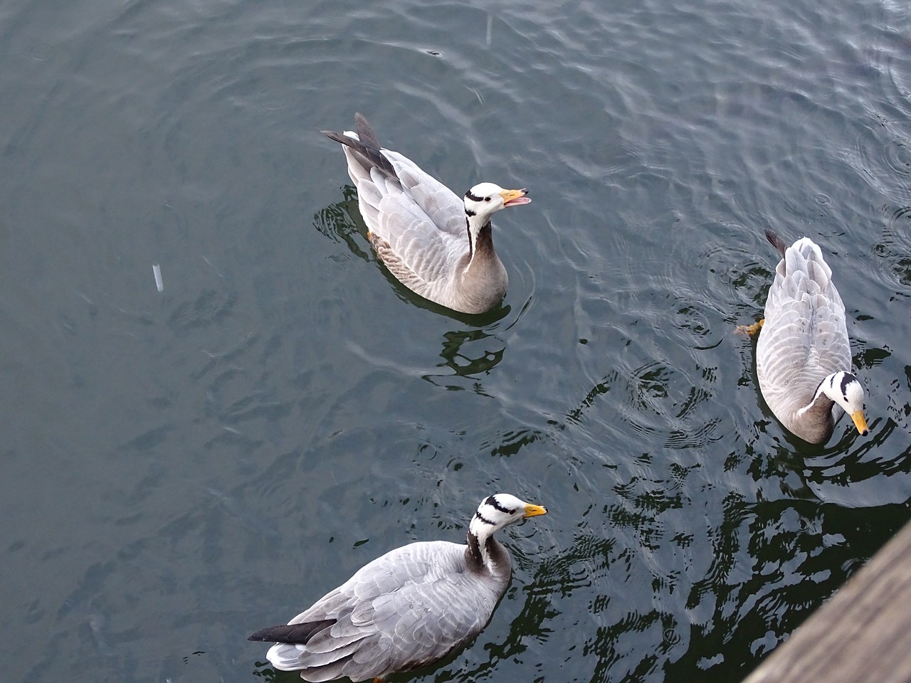 Image - goose duck husokachna a goose wild
