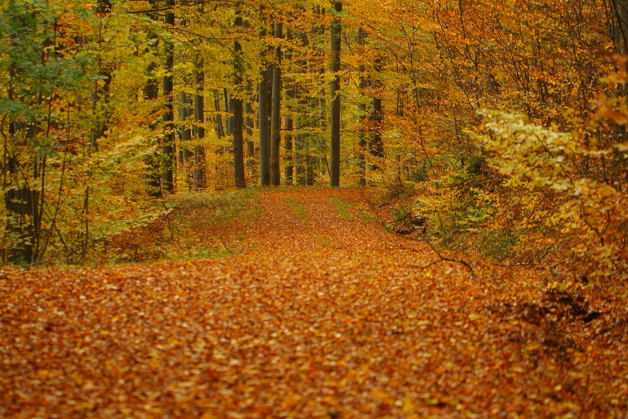 Image - leaves autumn forest golden autumn