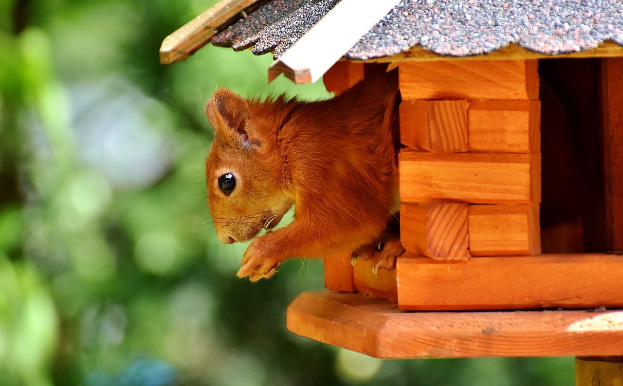 Image - squirrel cute animal nager nature