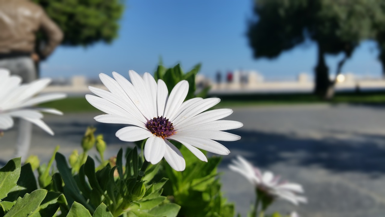 Image - flower rose white vivid color