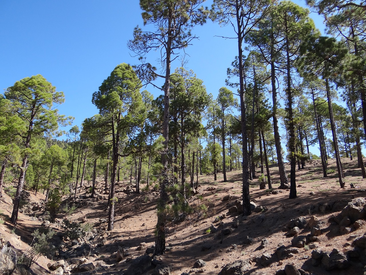 Image - forest tenerife nature