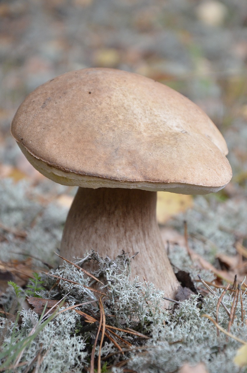 Image - mushroom forest nature autumn