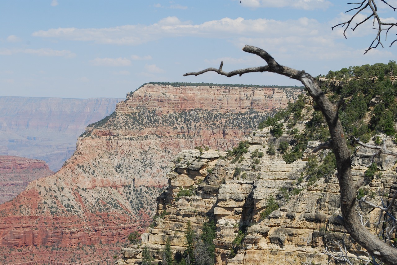 Image - grand canyon branch landscape tree