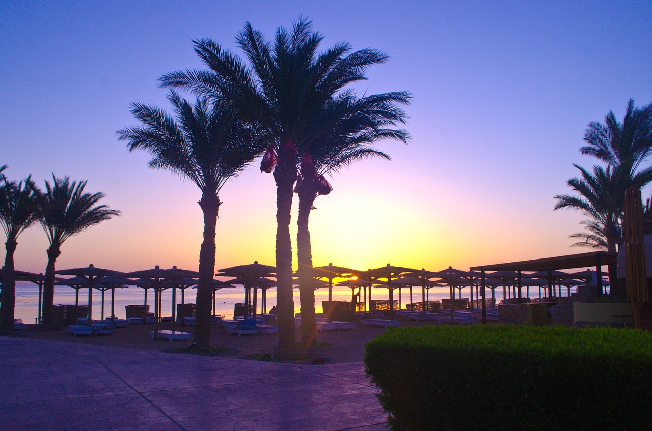 Image - palm trees sun summer sea beach