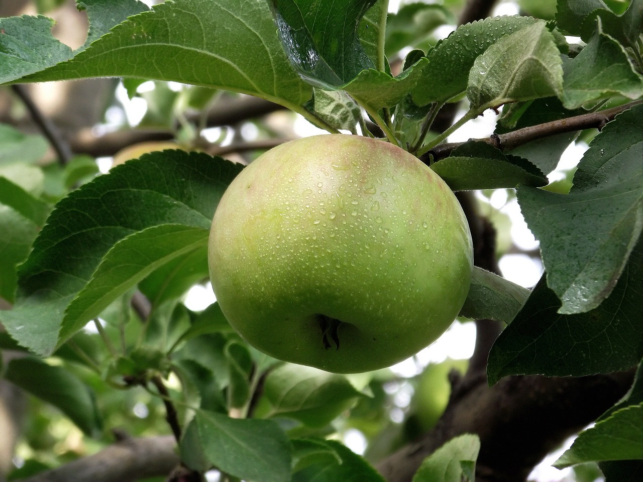 Image - nature apple on the branch