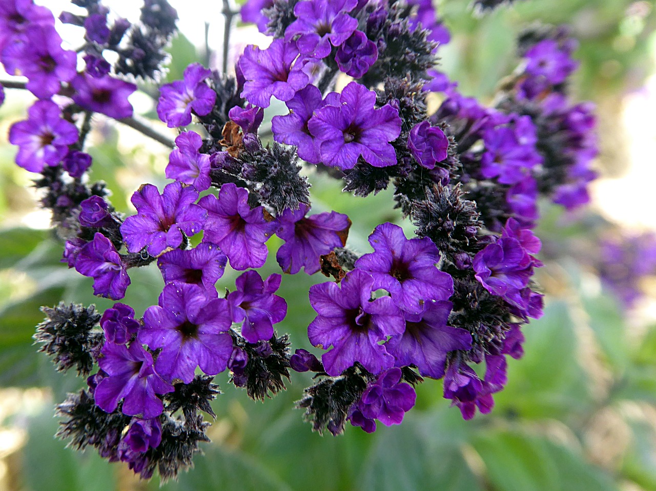 Image - flower heliotrope violet summer