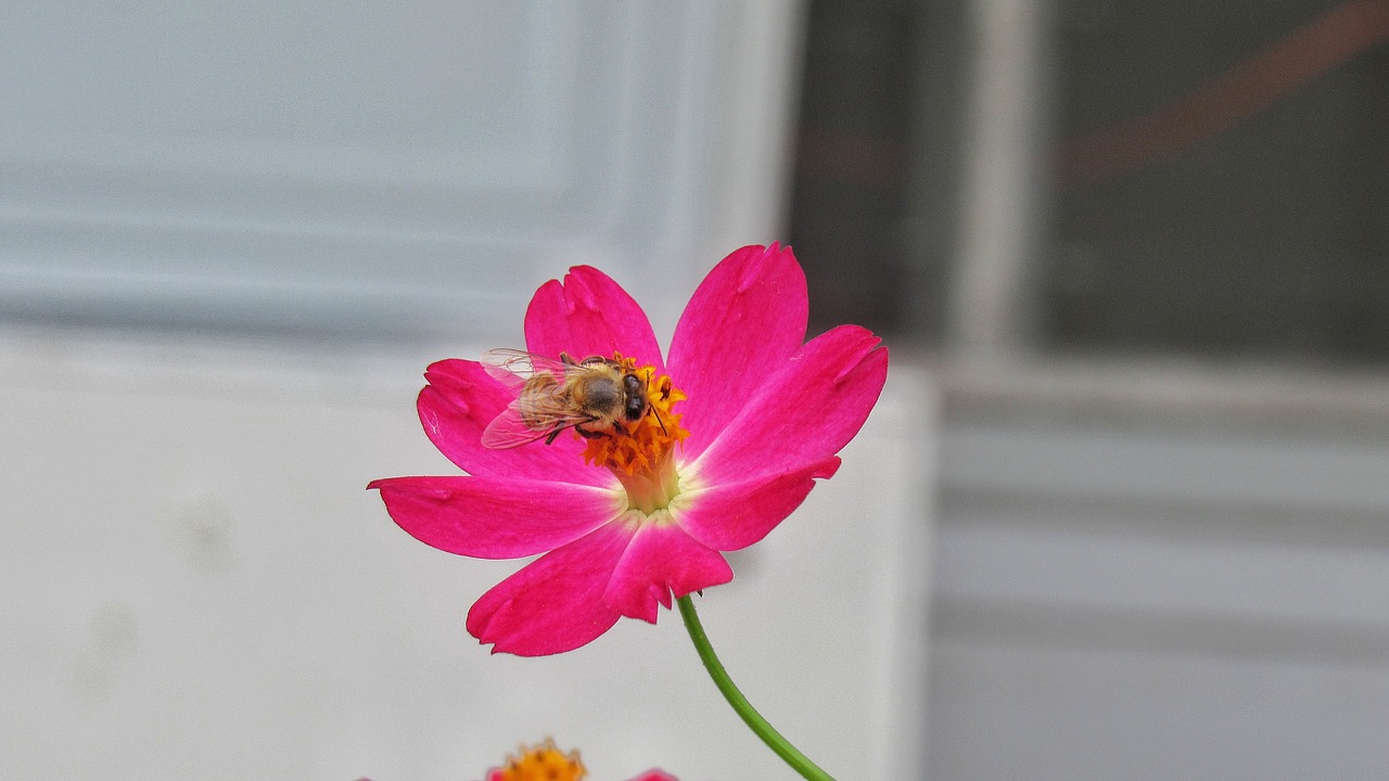 Image - nature flower bee summer flora