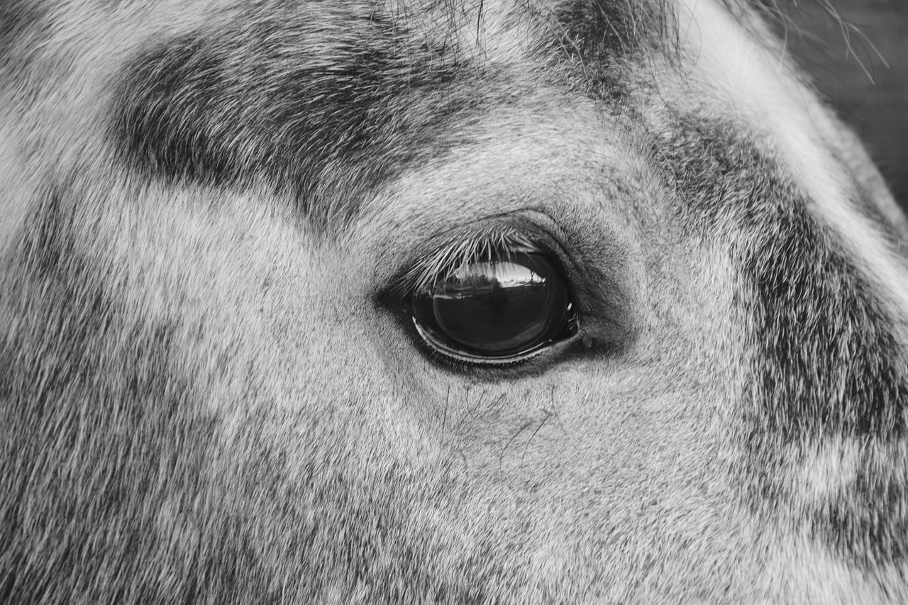 Image - horse horse eye photo black white