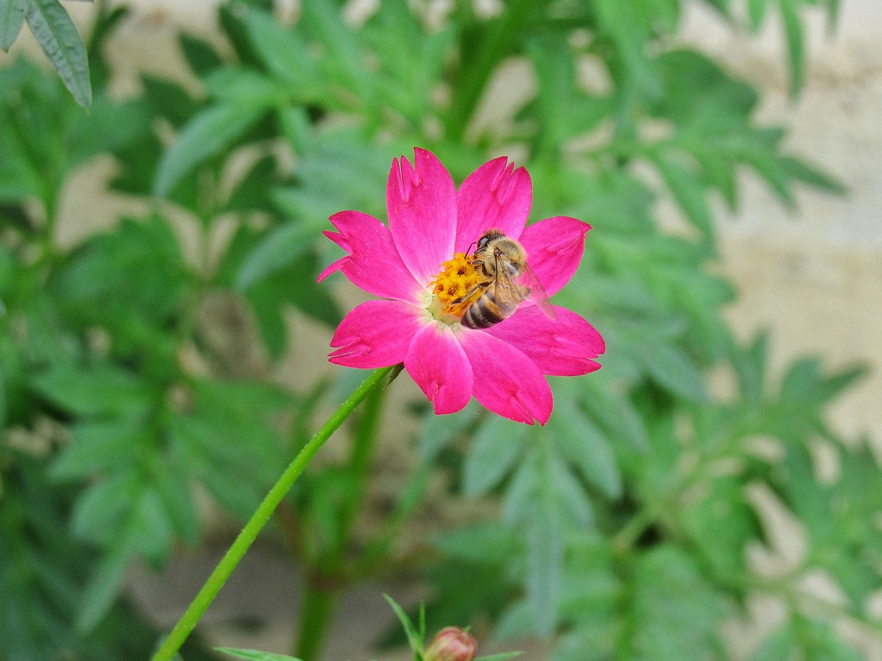 Image - nature flower bee summer flora