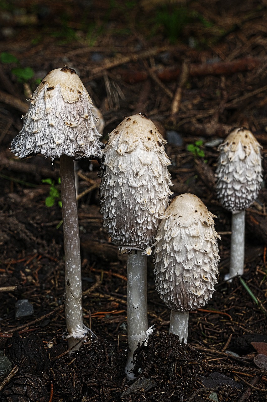 Image - mushroom schopf comatus