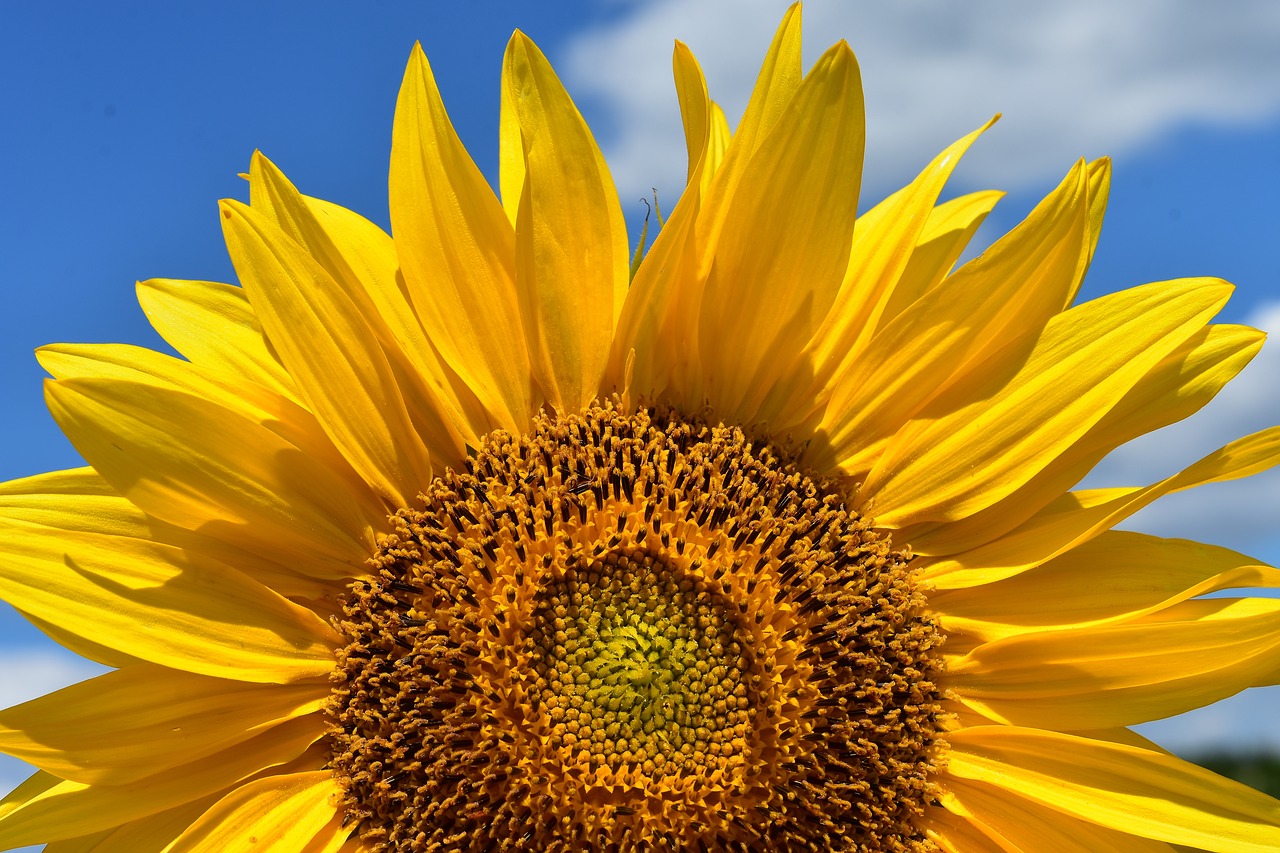 Image - sun flower summer bright yellow