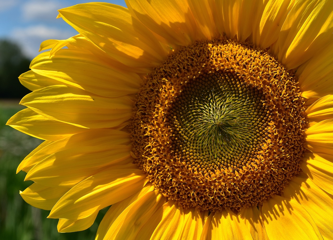 Image - sun flower summer bright yellow