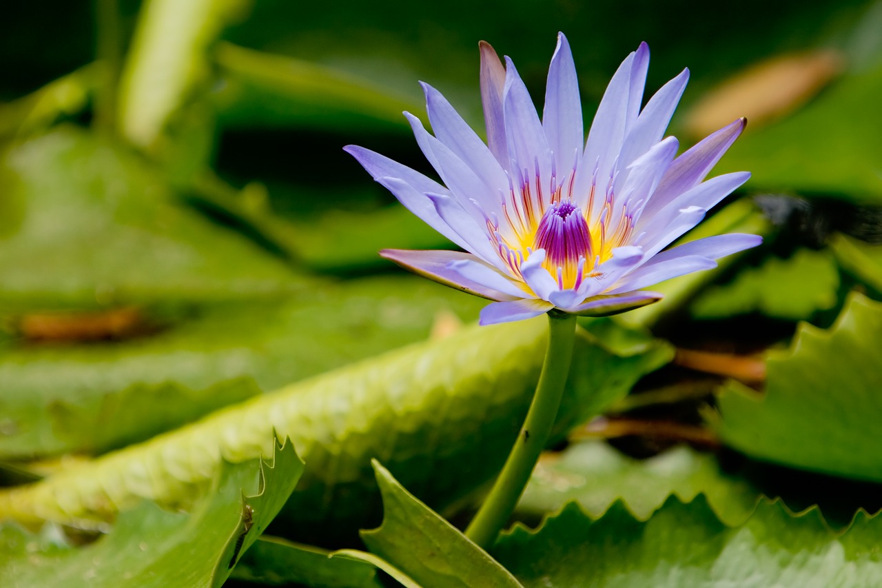 Image - lotus flower meditation waterlily