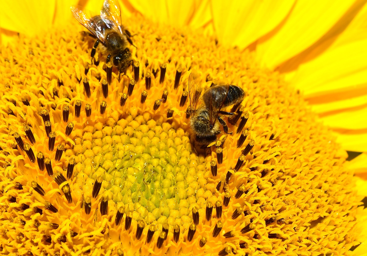Image - bees sun flower yellow close plant