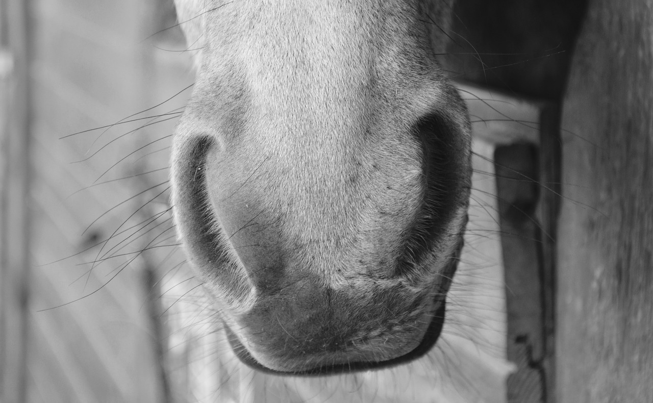 Image - horse nostrils nostrils strong