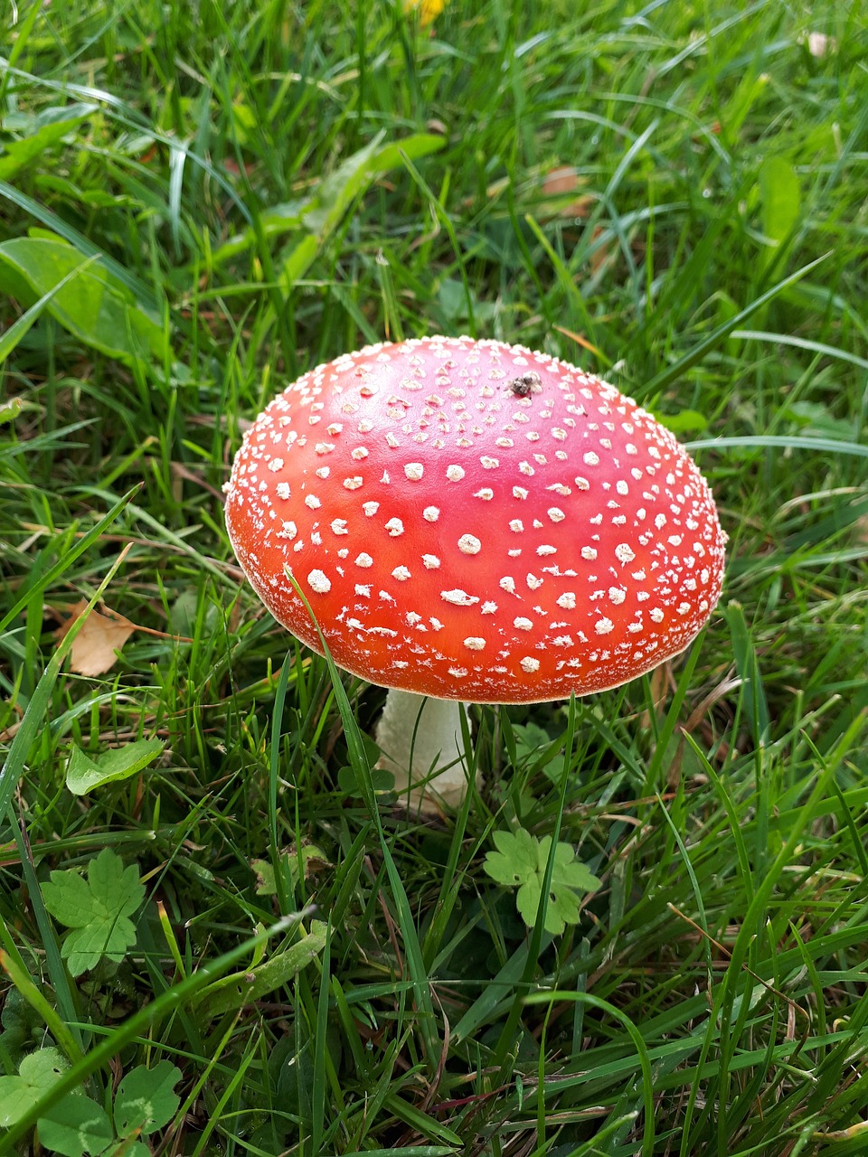 Image - fly agaric autumn meadow