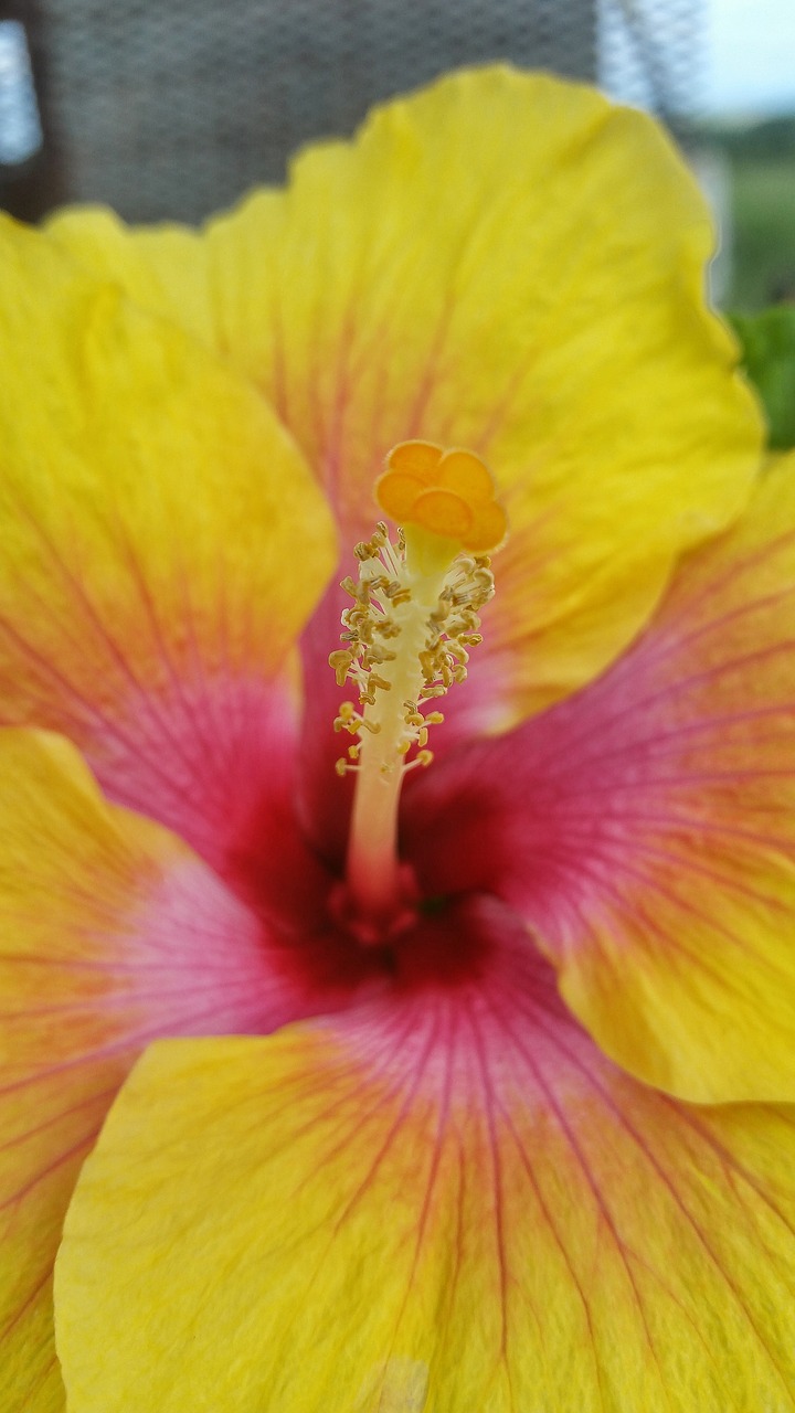 Image - flower hibiscus nature flora leaf