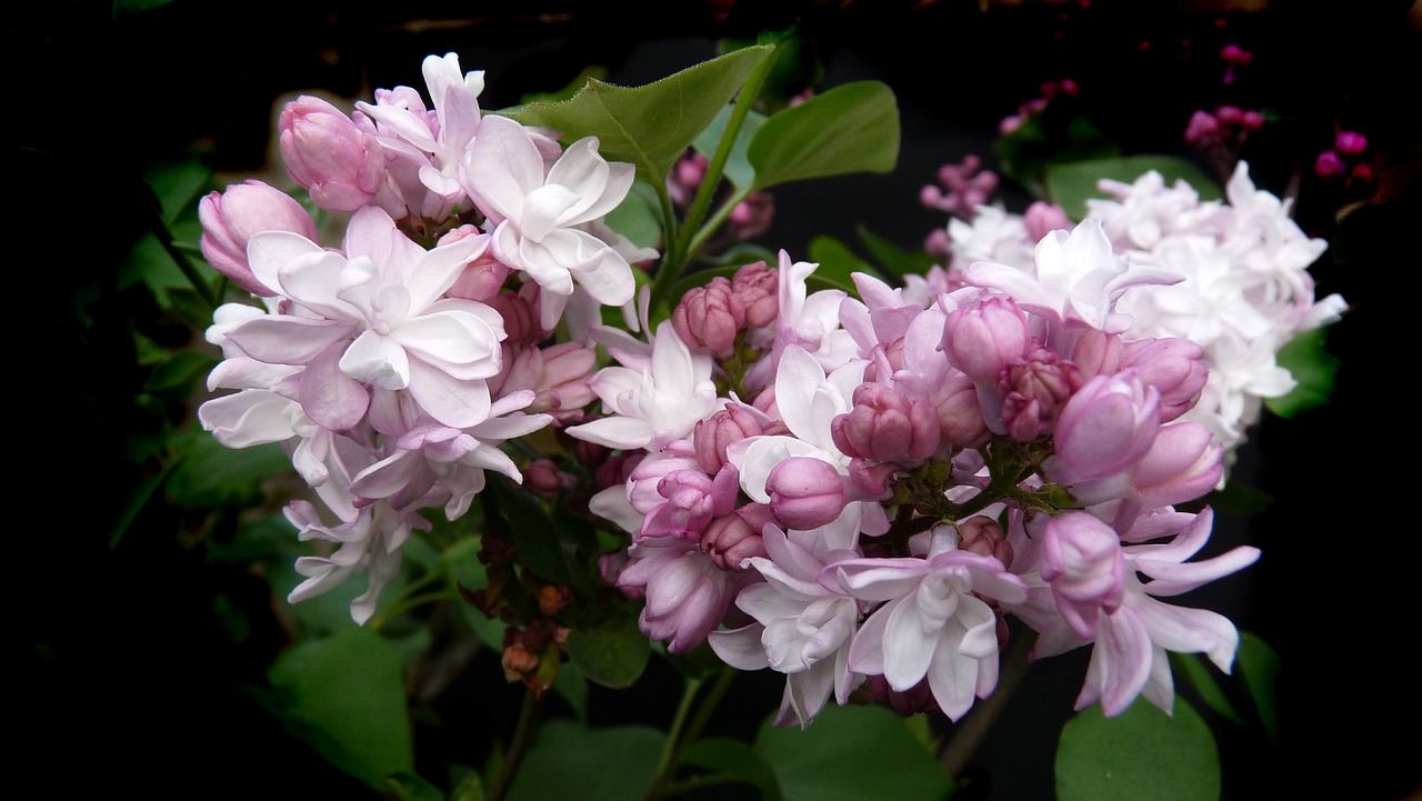 Image - lilac pink double flower