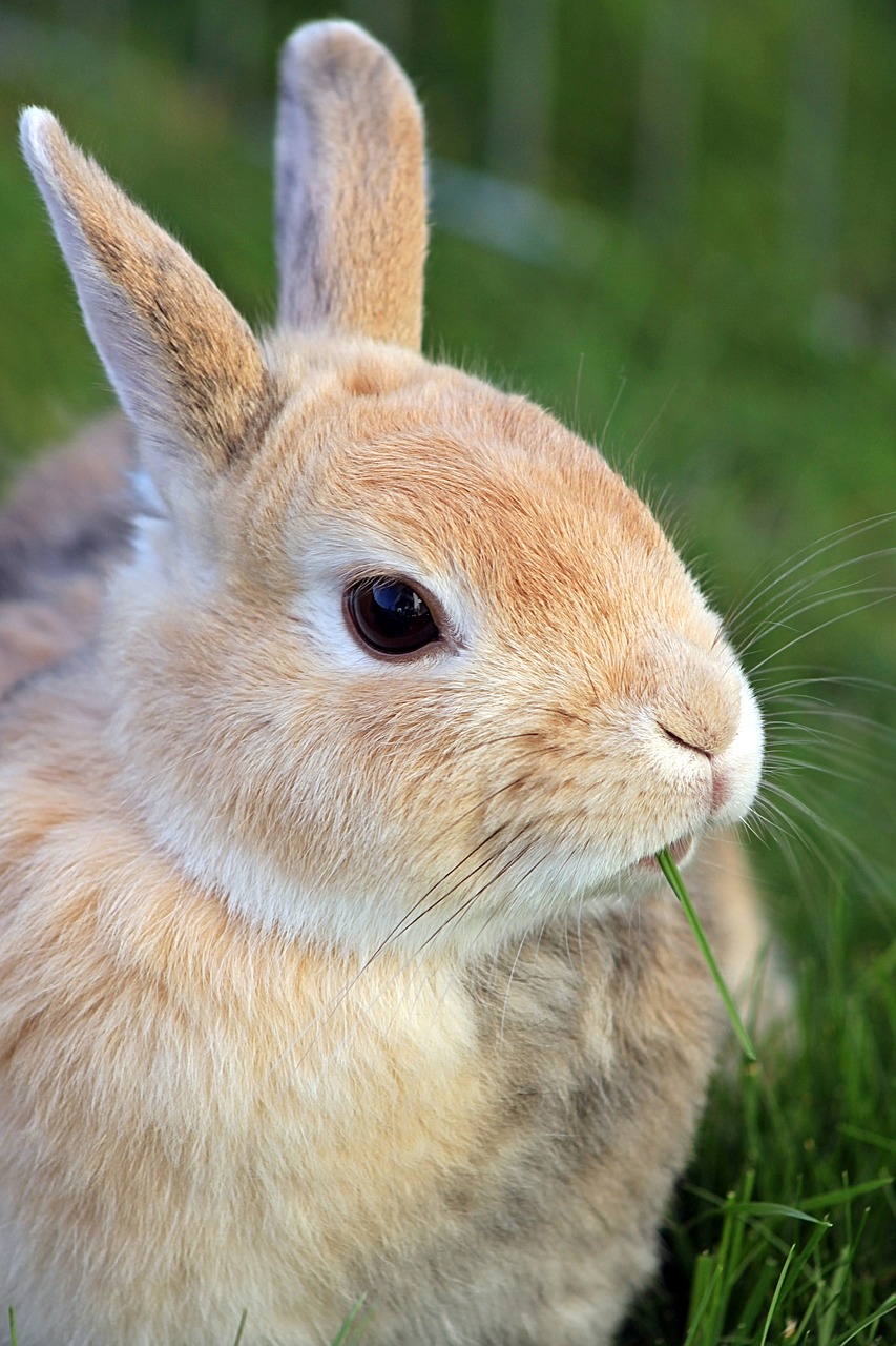 Image - rabbit dwarf rabbit dwarf bunny