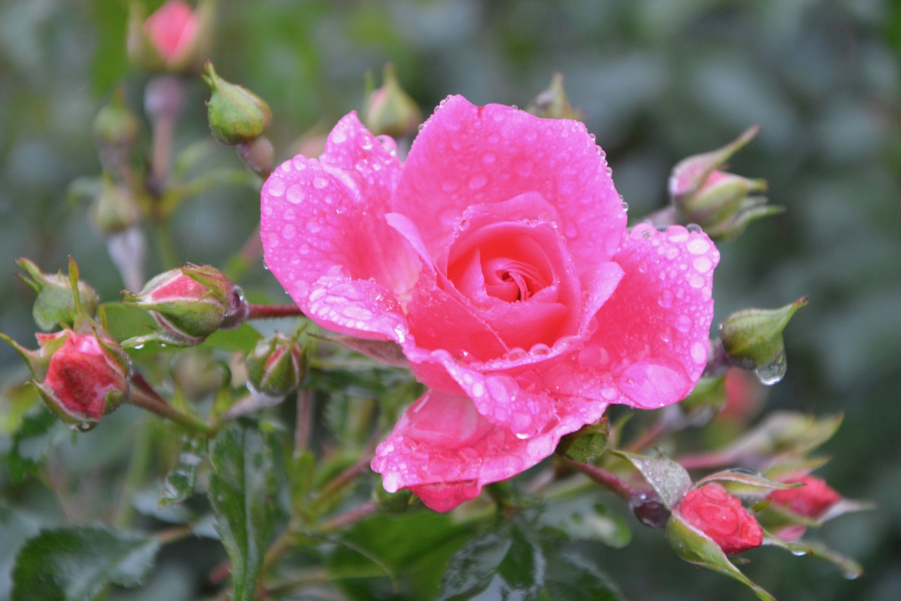 Image - pink flowers rose pink buttons