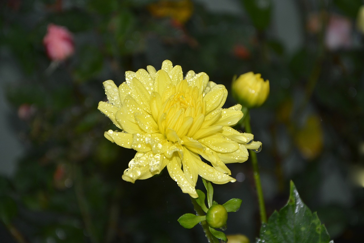 Image - yellow flowers button flower petals