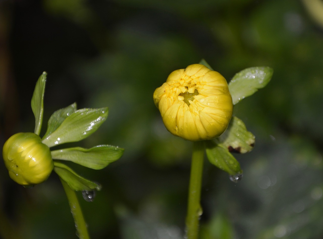 Image - flower buttons yellow flowers