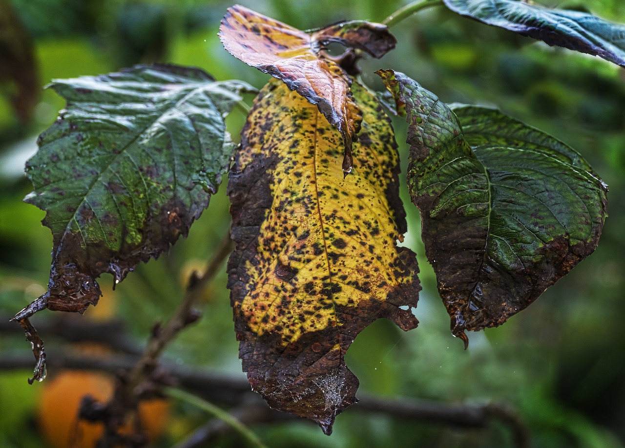 Image - leaves autumn leaf fall foliage