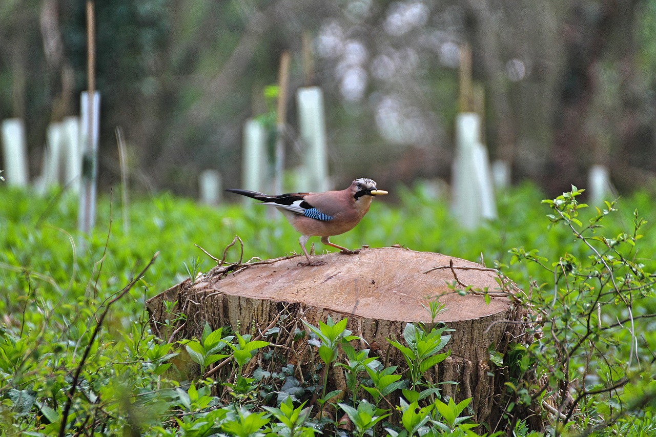 Image - bird park countryside outdoors