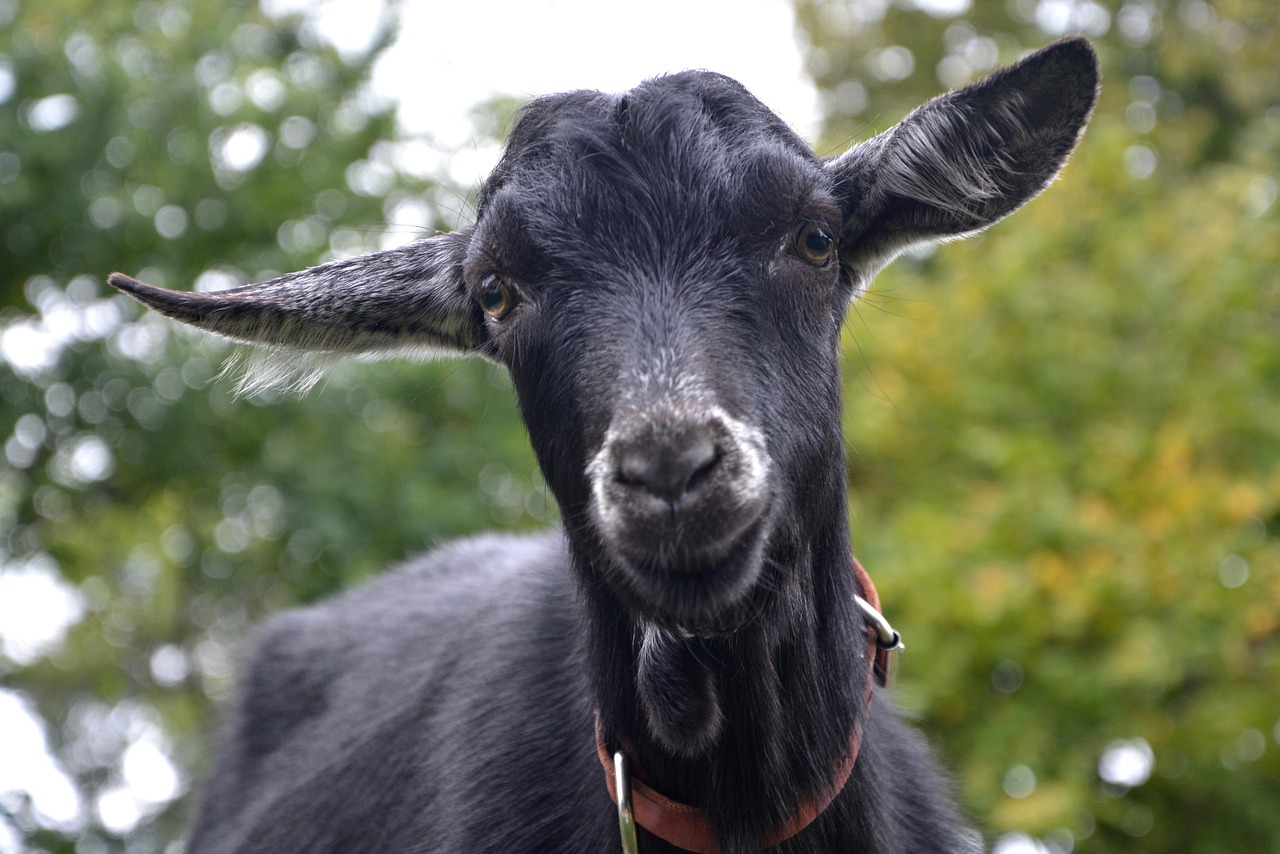 Image - goat black goat white ruminant