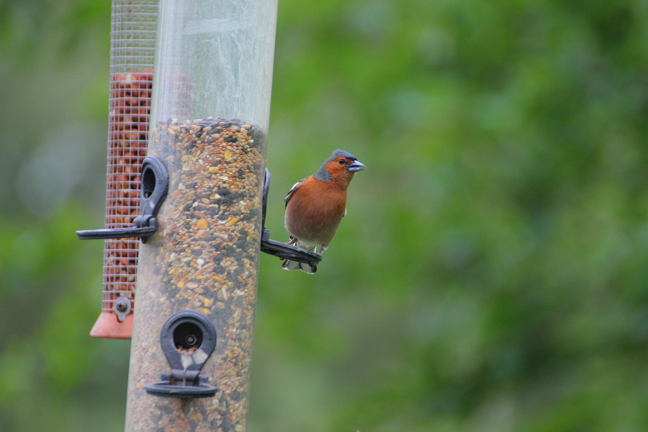 Image - bird feed feeding nature animal
