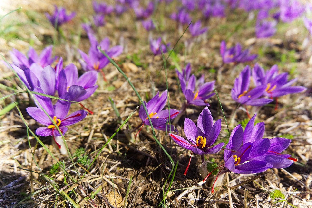 Image - saffron crocus sativus harvest