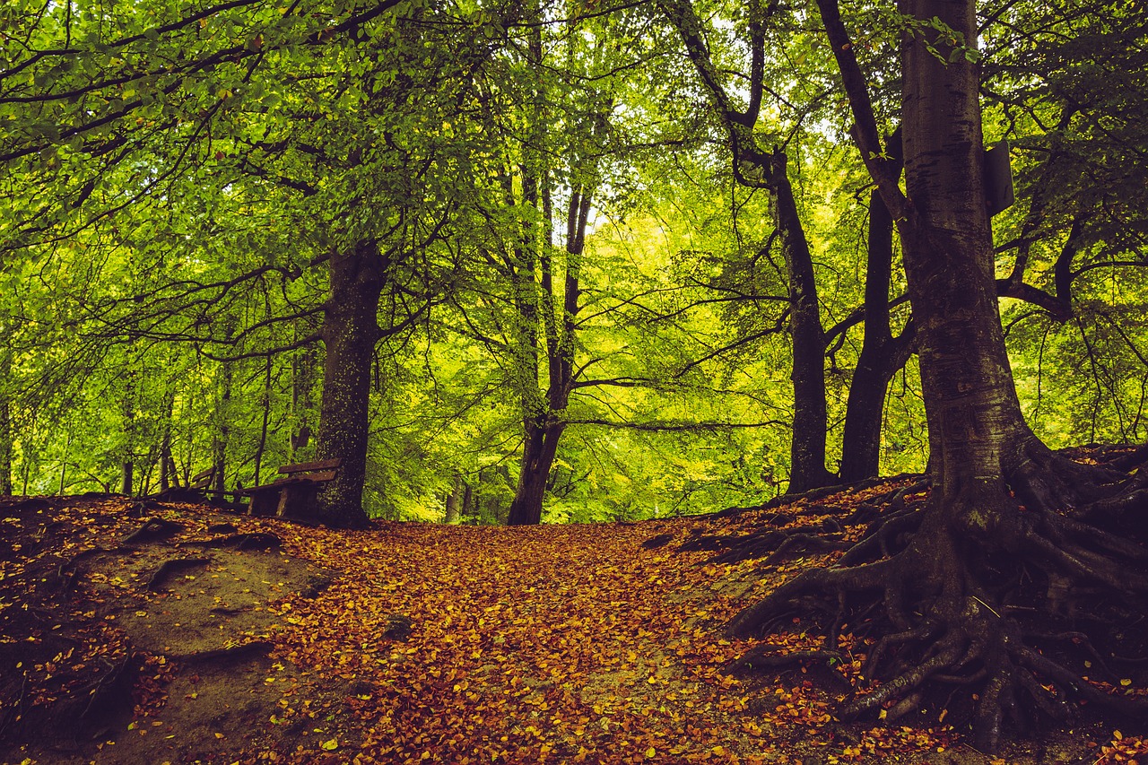 Image - forest path autumn fall leaves