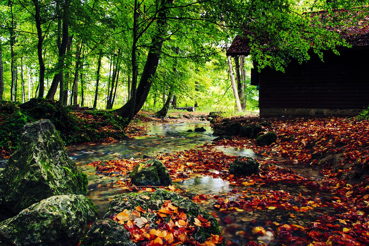 Image - creek autumn fall leaves