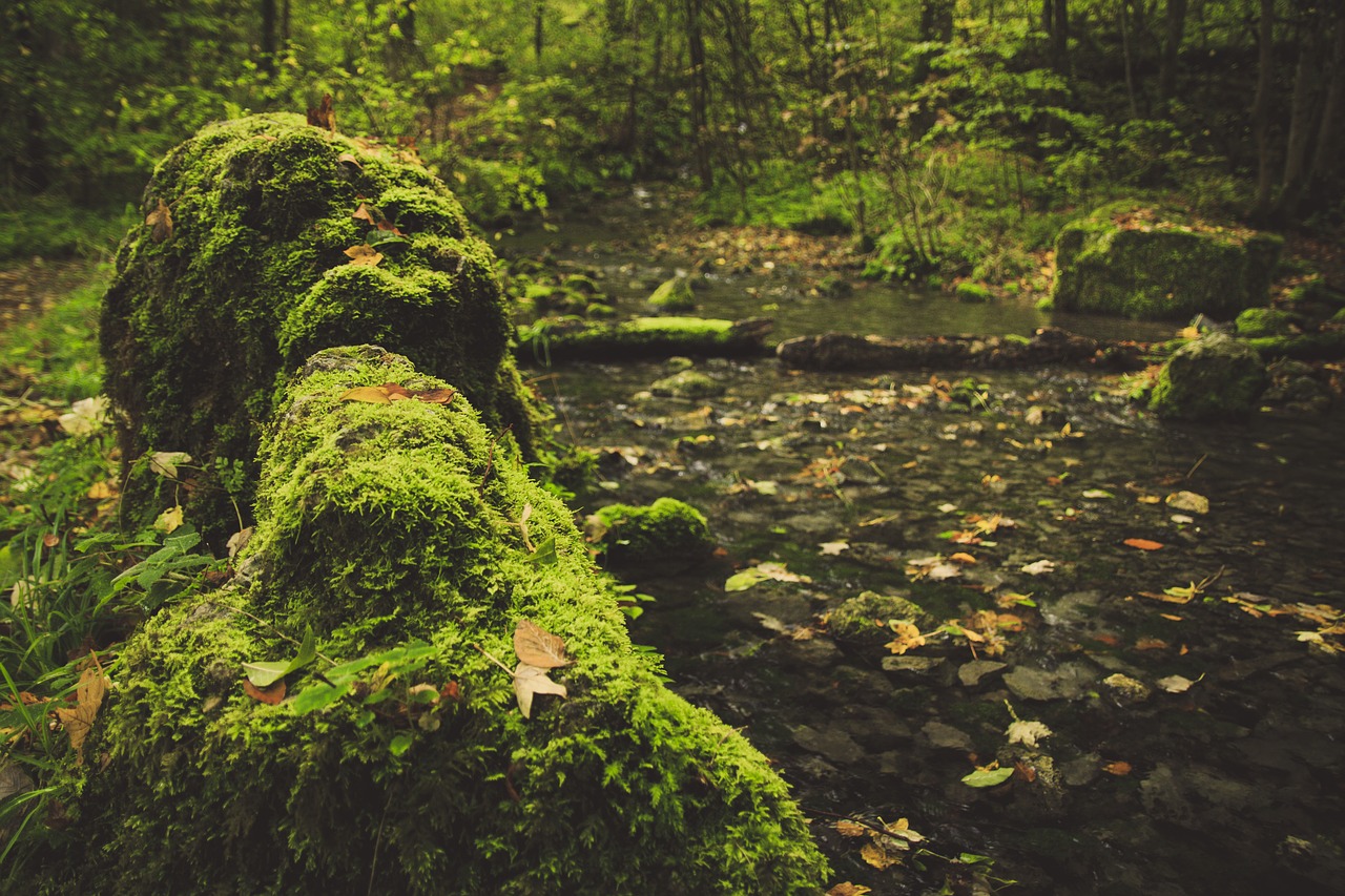 Image - forest path moss stones fall leaves