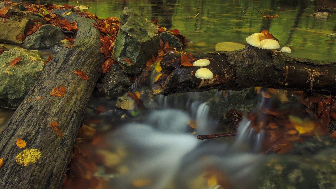 Image - bach leek mushrooms log